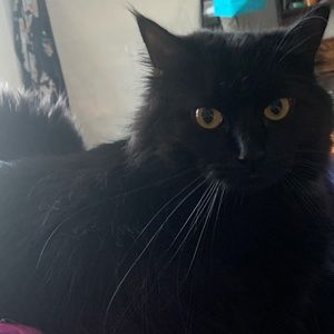 Meet your Posher, Chantelle